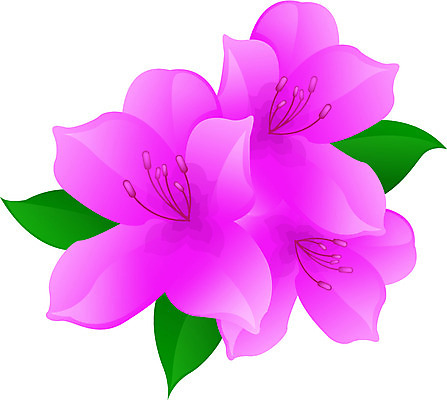 EPS 클립아트 식물 꽃 분홍색 컬러 일러스트 봄꽃 자연 사람없음 진달래 철쭉 국내일러스트 봄 생태계 파일형식 벡터