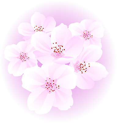 EPS 클립아트 식물 꽃 분홍색 컬러 일러스트 자연 사람없음 벚꽃 국내일러스트 생태계 파일형식 벡터