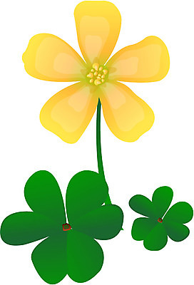 EPS 클립아트 식물 꽃 컬러 일러스트 자연 사람없음 노란색 국내일러스트 생태계 파일형식 벡터