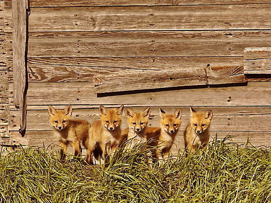 포토 JPG 해외이미지 주간 야생동물 여러마리 사람없음 야외 여우 해외202004 해외포토 자연요소 동물 다수 포유류 파일형식