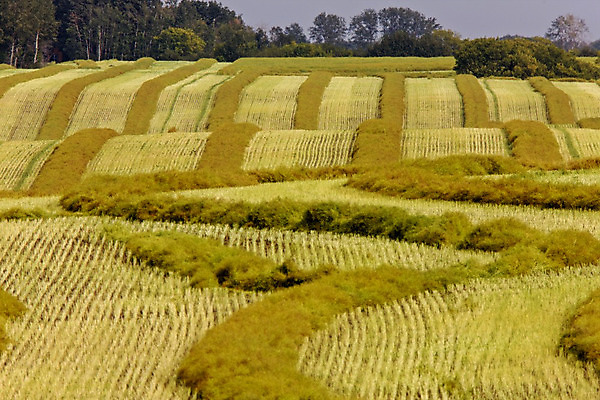 포토 JPG 해외이미지 밭 농업 자연 풍경 사람없음 야외 농작물 농장 수확 추수 가을 밭일 해외202004 해외포토 계절 산업 생태계 파일형식