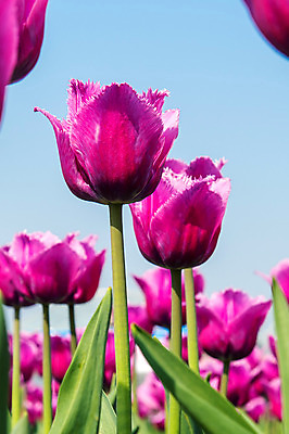 포토 JPG 해외이미지 식물 계절 공원 꽃잎 꽃 줄기 분홍색 꽃다발 백그라운드 잎 꽃무늬 밭 자연 부활절 사람없음 빨간색 초록색 파란색 빛 컬러풀 햇빛 태양 정원 맑음 보라색 봄 활발 들꽃 튤립 벚꽃 광선 시골 신선 개화 우아함 내추럴 고립 해외202004 해외포토 자연요소 공공시설 기념일 컬러 컨셉 무늬 농업 날씨 생태계 파일형식