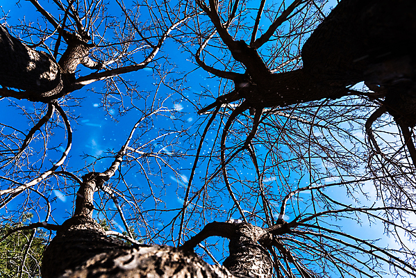 포토 JPG 해외이미지 나무 식물 계절 공원 백그라운드 잎 겨울 꽃무늬 자연 하늘 추상 풍경 사람없음 야외 목재 초록색 여름 파란색 빛 컬러풀 햇빛 태양 노란색 환경 정원 맑음 봄 추위 성장 가을 흰색 나뭇가지 시골 신선 숲 장면 내추럴 해외202004 해외포토 자연요소 공공시설 꽃 컬러 무늬 재료 날씨 생태계 파일형식