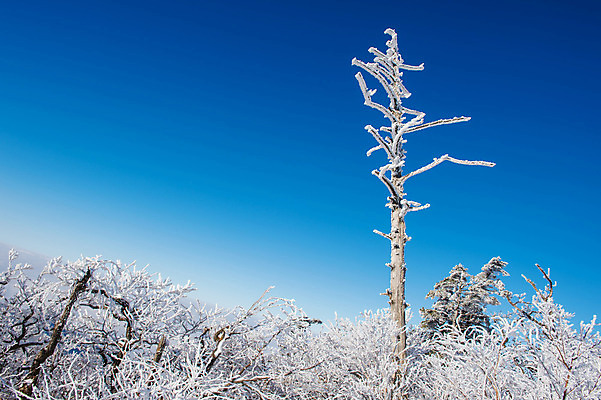 포토 JPG 해외이미지 나무 백그라운드 겨울 자연 하늘 산 서울 한국 풍경 사람없음 태양 맑음 추위 언덕 눈내림 해외202004 해외포토 자연요소 식물 계절 아시아 날씨 눈_날씨 생태계 파일형식