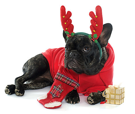 포토 JPG 해외이미지 동물 컨셉 크리스마스 사람없음 빨간색 반려동물 갈색 검은색 개 강아지 흰배경 불독 이벤트의상 루돌프머리띠 해외202004 해외포토 옷 기념일 컬러 백그라운드 포유류 흰색 머리띠 파일형식
