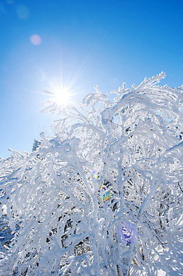 포토 JPG 해외이미지 나무 백그라운드 겨울 자연 하늘 산 서울 한국 풍경 사람없음 태양 맑음 추위 언덕 눈내림 해외202004 해외포토 자연요소 식물 계절 아시아 날씨 눈_날씨 생태계 파일형식