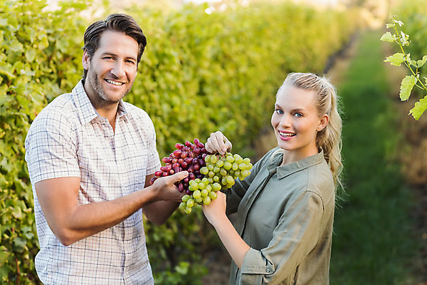 포토 JPG 해외이미지 커플 응시 여자 남자 행복 포도 들기 상반신 성인 두명 옆모습 부모 농장 수확 풀잎 포도밭 성인만 해외포토 시선 감정 뷰포인트 잎 밭 농업 과일 가족 관계 모션 사람 풀_식물 파일형식