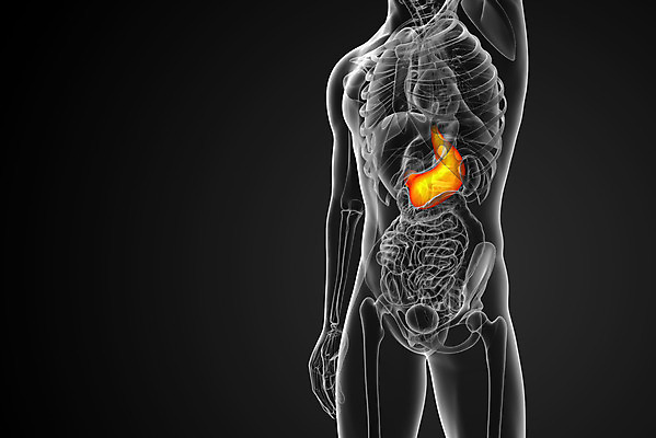 포토 JPG 해외이미지 해부 건강 사람 사람없음 3D 오르간 궤 복부 해외202004 해외포토 의학 신체부위 건반악기 디지털합성 파일형식