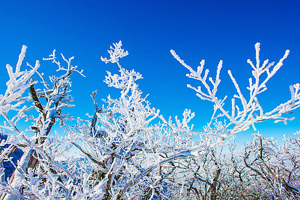 포토 JPG 해외이미지 나무 백그라운드 겨울 자연 하늘 산 서울 한국 풍경 사람없음 태양 맑음 추위 언덕 눈내림 해외202004 해외포토 자연요소 식물 계절 아시아 날씨 눈_날씨 생태계 파일형식