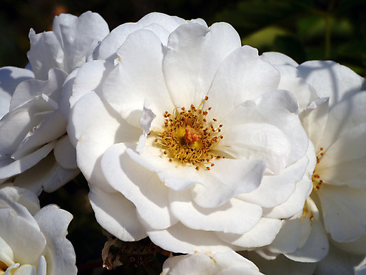포토 JPG 해외이미지 식물 꽃잎 꽃 분홍색 결혼 백그라운드 잎 패턴 자연 벽지 휴가 친절 발렌타인데이 선물 사랑 사람없음 세로 초록색 장미 정원 봄 벚꽃 흰색 축하 인사 신선 신용카드 생일 질감 부드러움 고립 해외202004 해외포토 계절 기념일 감정 컬러 컨셉 무늬 데이이벤트 이벤트 금융 예절 감각 생태계 파일형식