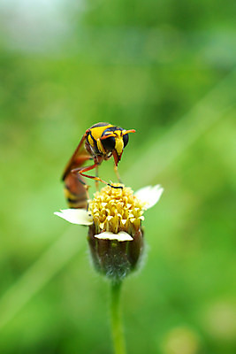 포토 JPG 해외이미지 식물 동물 계절 꽃 야생동물 나비 곤충 백그라운드 잎 꽃무늬 패턴 밭 날개 자연 초원 사람없음 장식 초록색 여름 빛 컬러풀 정원 맑음 검은색 봄 흰색 싱글 내추럴 해외202004 해외포토 컬러 무늬 농업 날씨 생태계 파일형식