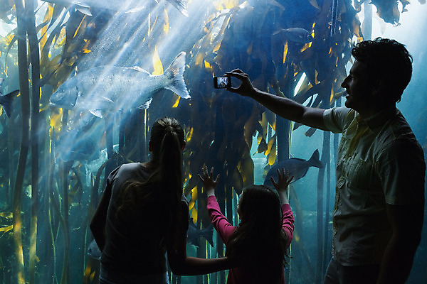 포토 JPG 해외이미지 동물 백인 라이프스타일 응시 여자 남자 행복 어린이 바다 청소년 자연 유리 엄마 실내 관리 사랑 미소 20대 성인 세명 물 30대 파란색 빛 스마트폰 부모 환경 사진촬영 수중 수영 터치 관찰 아빠 큼 호기심 그림 생물학 수족관 해외202004 해외포토 자연요소 서양인 시선 교육 감정 컬러 컨셉 가족 모션 재질 표정 사람 청년 내부 생활 장년 핸드폰 스마트기기 촬영 수상스포츠 크기 생태계 파일형식