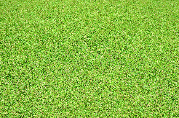 포토 JPG 해외이미지 식물 공원 백그라운드 패턴 밭 골프장 자연 표면 추상 잔디 초원 사람없음 야외 초록색 정원 축구 경기장 봄 카펫 야구 질감 내추럴 땅바닥 해외202004 해외포토 계절 공공시설 컬러 무늬 농업 골프 스포츠시설 바닥 구기 생태계 파일형식