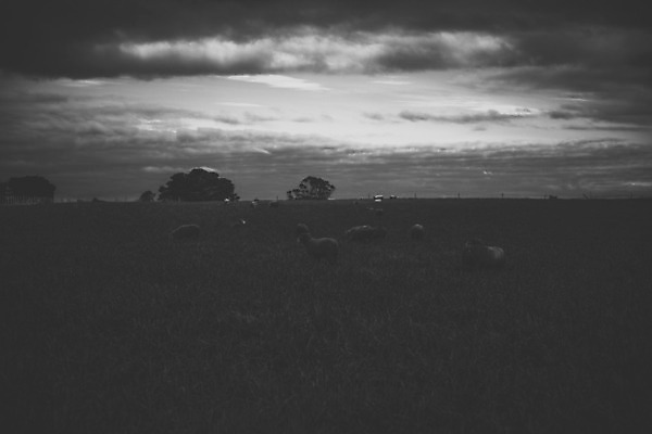 포토 JPG 해외이미지 동물 농업 사람없음 농장 가축 시골 양 호주 양고기 양모 기르기 해외202004 해외포토 산업 포유류 육류 직물 오세아니아 돌봄 파일형식