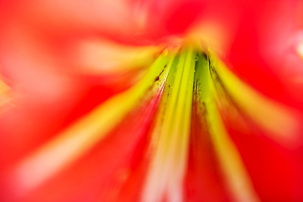 포토 JPG 해외이미지 식물 꽃잎 꽃 백그라운드 잎 꽃무늬 자연 풍경 사람없음 야외 초록색 컬러풀 정원 봄 벚꽃 닫기 작음 내추럴 강렬 해외202004 해외포토 계절 컬러 무늬 모션 크기 생태계 파일형식