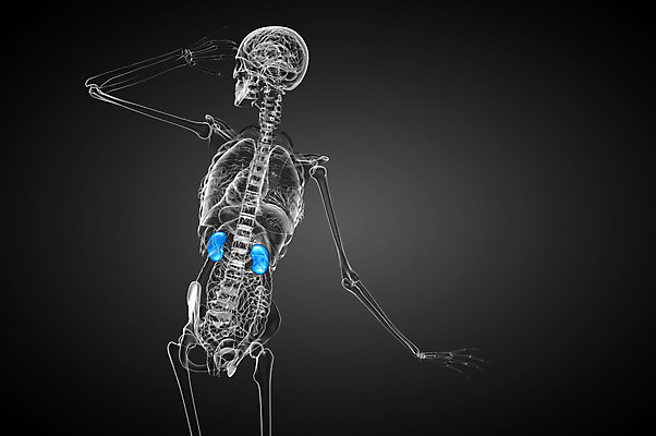 포토 JPG 해외이미지 과학 신체 해부 건강 사람 사람없음 파란색 오르간 신장 방광 염증 해외202004 해외포토 컬러 의학 건반악기 비뇨기관 질병 파일형식