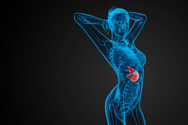 포토 JPG 해외이미지 해부 건강 사람 사람없음 3D 오르간 궤 복부 해외202004 해외포토 의학 신체부위 건반악기 디지털합성 파일형식