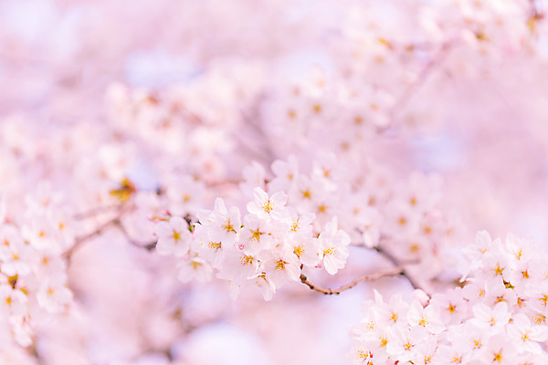 포토 JPG 해외이미지 나무 꽃 분홍색 백그라운드 자연 서울 한국 사람없음 일본 봄 벚꽃 개화 체리 묘사 부드러움 해외202004 해외포토 식물 계절 아시아 컬러 과일 감각 생태계 파일형식
