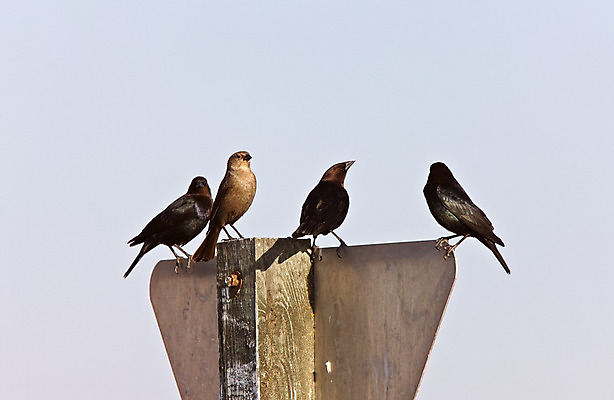 포토 JPG 해외이미지 야생동물 자연 조류 사람없음 검은색 깃털 부리 해외202004 해외포토 동물 컬러 생태계 파일형식