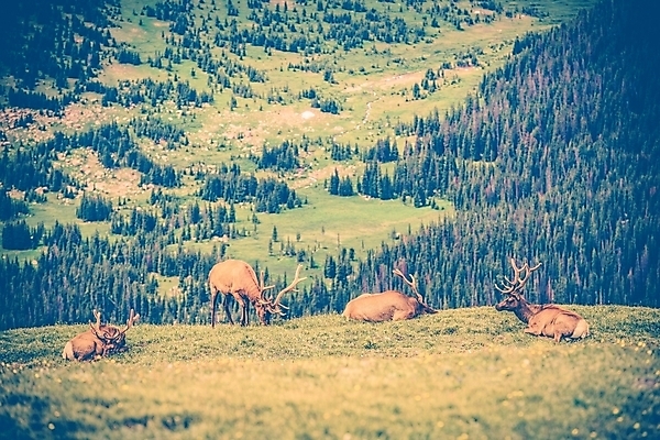 포토 JPG 해외이미지 동물 꽃 야생동물 포유류 자연 사슴 휴식 산 뿔 사람없음 가로 미국 그룹 정상 언덕 사냥 내추럴 산악지대 엘크 절정 콜로라도 눈내림 로키산맥 해외202004 해외포토 식물 컨셉 북아메리카 눈_날씨 생태계 파일형식