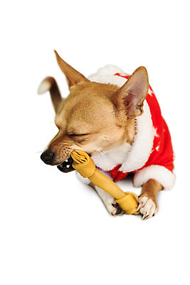 포토 JPG 해외이미지 한마리 컨셉 크리스마스 장난 산타옷 놀이 사람없음 반려동물 장난감 축제 축하 개 강아지 흰배경 치와와 이벤트의상 개껌 해외202004 해외포토 동물 1 옷 기념일 백그라운드 포유류 흰색 파일형식
