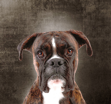 포토 JPG 해외이미지 동물 응시 백그라운드 컨셉 포유류 종류 사람없음 야외 반려동물 머리 흰색 개 달콤 래브라도리트리버 만족 고립 유래 충실 해외202004 해외포토 시선 감정 컬러 신체부위 리트리버 맛 파일형식