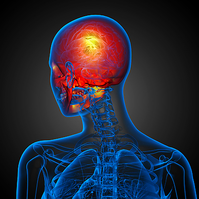 포토 JPG 해외이미지 해부 뼈 골격 건강 사람 사람없음 머리 죽음 턱 해골모형 해외202004 해외포토 의학 신체부위 모형 파일형식