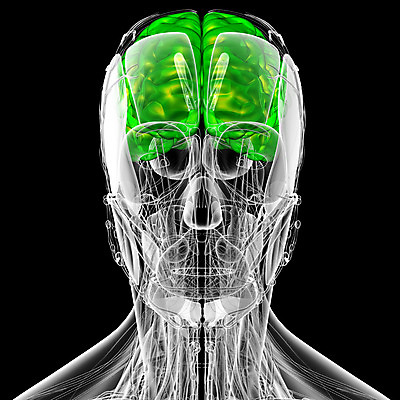 포토 JPG 해외이미지 사람 사람없음 머리 뇌 해외202004 해외포토 신체부위 파일형식