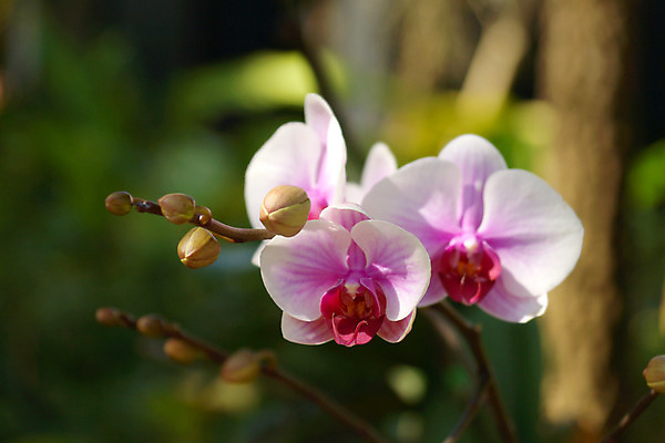 포토 JPG 해외이미지 식물 계절 기념일 꽃잎 꽃 유럽 줄기 분홍색 백그라운드 발렌타인데이 사람없음 장식 컬러풀 노란색 머리 평화 보라색 봄 활발 낭만 벚꽃 흰색 나뭇가지 신선 난초 우아함 제비꽃 심플 호접란 해외202004 해외포토 나무 나라 컬러 컨셉 데이이벤트 이벤트 신체부위 파일형식