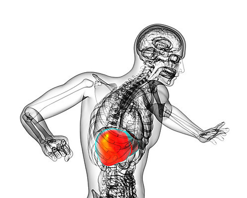 포토 JPG 해외이미지 해부 사람 사람없음 오르간 신장 간 방광 췌장 지라 해외202004 해외포토 의학 장기_의학 건반악기 비뇨기관 파일형식