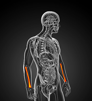 포토 JPG 해외이미지 과학 해부 뼈 골격 사람없음 약 팔 해외202004 해외포토 의학 신체부위 파일형식