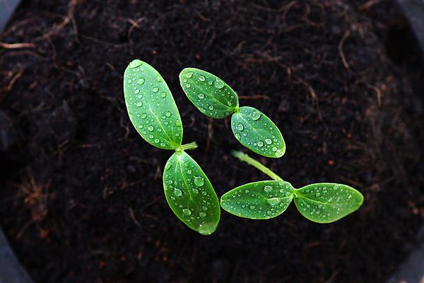 포토 JPG 해외이미지 나무 식물 계절 줄기 컨셉 잎 농업 채소 자연 새로움 씨앗 사람없음 초록색 물 여름 농장 새싹 환경 정원 흙 봄 성장 신선 그룹 떨어짐 작음 땅 원예 뿌리 먼지 땅바닥 모종 생태학 처음 세련 해외202004 해외포토 자연요소 교육 산업 컬러 바닥 취미 크기 생태계 파일형식