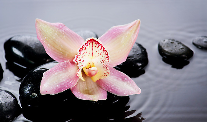 포토 JPG 해외이미지 꽃 분홍색 백그라운드 컨셉 사람없음 물 쌓기 검은색 스파 젖음 조약돌 흰색 마사지 난초 오브젝트 테라피 해외202004 해외포토 자연요소 식물 컬러 모션 뷰티 돌_바위 파일형식