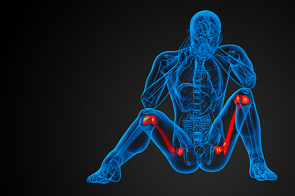 포토 JPG 해외이미지 해부 뼈 골격 사람없음 엉덩이 무릎 해외202004 해외포토 의학 신체부위 파일형식