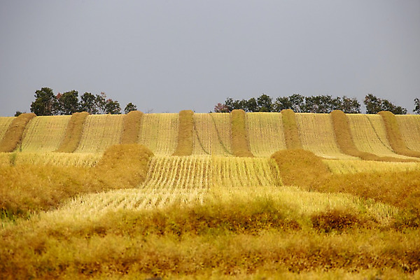 포토 JPG 해외이미지 밭 농업 자연 풍경 사람없음 야외 농작물 농장 수확 추수 가을 밭일 해외202004 해외포토 계절 산업 생태계 파일형식