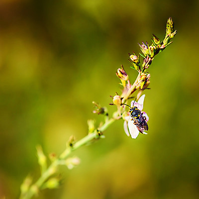 포토 JPG 해외이미지 식물 동물 꽃 야생동물 음식 곤충 백그라운드 잎 꽃무늬 밭 농업 날개 자연 안테나 초원 사람없음 초록색 여름 농작물 노란색 환경 정원 봄 벚꽃 나뭇가지 막대기 닫기 벌레 약초 작음 허브 딱정벌레 묘사 바쁨 꽃가루 내추럴 호박벌 해외202004 해외포토 나무 계절 산업 컬러 무늬 통신 모션 풀_식물 벌_곤충 크기 가루 생태계 파일형식