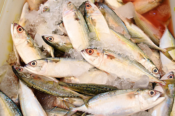 포토 JPG 해외이미지 음식 사람없음 얼음 줄무늬 추위 신선 시장 해산물 고등어 건강식 해외202004 해외포토 자연요소 무늬 어류 파일형식