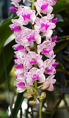 포토 JPG 해외이미지 식물 디자인 계절 꽃잎 꽃 꽃다발 꽃무늬 패턴 자연 벽지 발렌타인데이 선물 사람없음 장식 컬러풀 꽃병 맑음 보라색 봄 활발 낭만 벚꽃 흰색 신선 개화 난초 다발 배열 묘사 흰배경 질감 데이지 부드러움 내추럴 고립 해외202004 해외포토 컬러 백그라운드 컨셉 무늬 데이이벤트 날씨 감각 생태계 파일형식