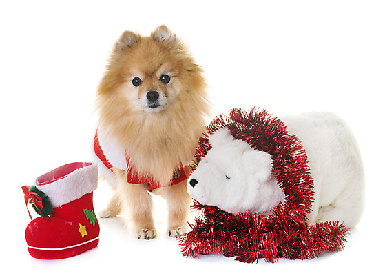 포토 JPG 해외이미지 동물 컨셉 크리스마스장식 크리스마스 털 사람없음 반려동물 장난감 갈색 곰인형 개 흰배경 솜털 이벤트의상 포메라니안 해외202004 해외포토 옷 기념일 인형 컬러 백그라운드 포유류 흰색 파일형식