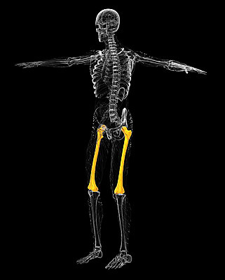 포토 JPG 해외이미지 해부 뼈 골격 사람없음 엉덩이 무릎 해외202004 해외포토 의학 신체부위 파일형식
