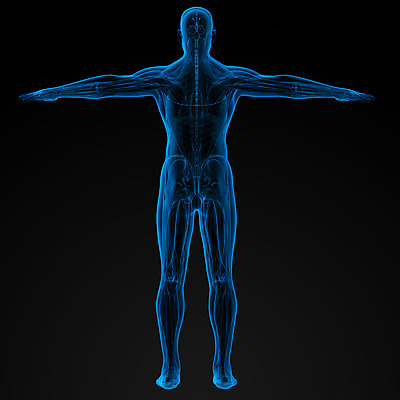 포토 JPG 해외이미지 과학 신체 일러스트 해부 뼈 골격 엑스레이 건강 사람 사람없음 그래픽 3D 하트 투명 오르간 신장 엉덩이 불안 척추 뇌 관절염 생물학 간 골다공증 몸통 바비큐립 궤 요통 해외202004 해외포토 모양 교육 감정 의학 신체부위 장기_의학 건반악기 비뇨기관 질병 바비큐 디지털합성 허리통증 파일형식