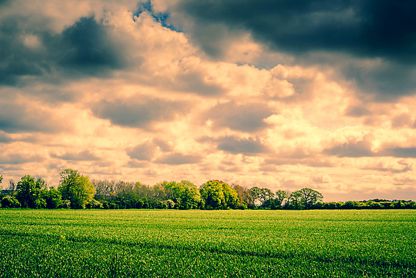 포토 JPG 해외이미지 나무 식물 구름 계절 백그라운드 밭 농업 자연 하늘 날씨 풍경 초원 사람없음 야외 초록색 여름 파란색 컬러풀 햇빛 태양 농장 농경지 환경 맑음 황혼 봄 활발 성장 전원 시골 신선 숲 땅 장면 내추럴 밭일 평야 수평선 해외202004 해외포토 자연요소 산업 컬러 컨셉 일몰 전기에너지 생태계 파일형식