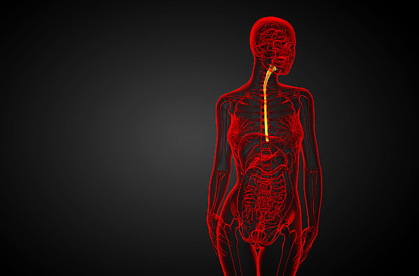 포토 JPG 해외이미지 해부 건강 사람 사람없음 입 혀 오르기 간 방광 해외202004 해외포토 의학 모션 신체부위 장기_의학 비뇨기관 파일형식