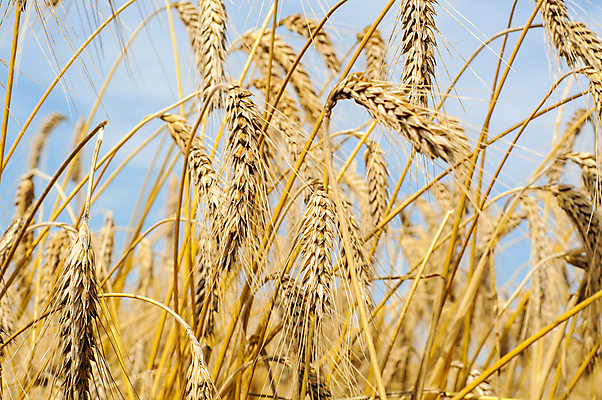 포토 JPG 해외이미지 밭 농업 자연 건조 씨앗 풍경 사람없음 야외 농작물 농장 수확 추수 가을 밀 유기농 밀짚 밭일 호밀 해외202004 해외포토 식물 웰빙 계절 산업 곡류 짚 생태계 파일형식