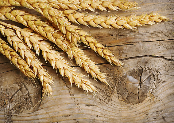 포토 JPG 해외이미지 식물 음식 빵 줄기 조각 백그라운드 농업 텍스트 자연 건조 건강 옥수수 씨앗 사람없음 목재 가로 노란색 우주 식사 수확 성장 가을 시골 못 황금 닫기 농부 낟알 밀 유기농 보리 귀 밀짚 제비 내추럴 바이오 카피스페이스 국경 해외202004 해외포토 나무 직업 웰빙 계절 산업 컬러 재료 모션 조류 곡류 신체부위 공백 공구 짚 생태계 파일형식