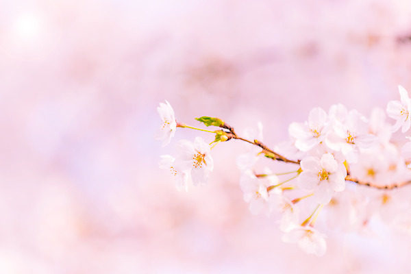 포토 JPG 해외이미지 나무 꽃 분홍색 백그라운드 자연 서울 한국 사람없음 일본 봄 벚꽃 개화 체리 묘사 부드러움 해외202004 해외포토 식물 계절 아시아 컬러 과일 감각 생태계 파일형식