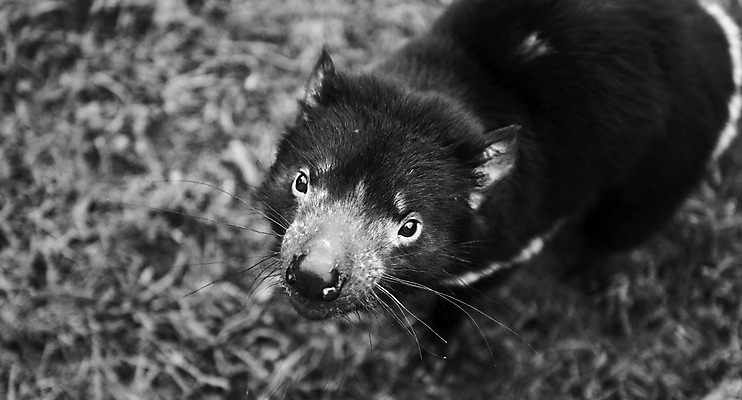 포토 JPG 해외이미지 동물 사람없음 호주 주머니곰 해외202004 해외포토 포유류 오세아니아 파일형식