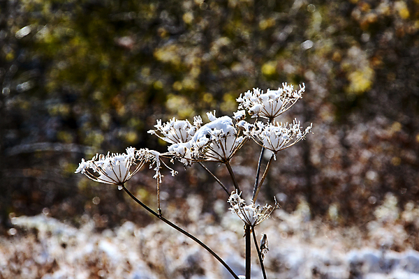 포토 JPG 해외이미지 나무 공원 백그라운드 캐나다 겨울 자연 사람없음 야외 맑음 얼음 추위 흰색 눈송이 언덕 서리 폭설 해외202004 해외포토 자연요소 식물 계절 공공시설 컬러 북아메리카 날씨 눈_날씨 자연재해 생태계 파일형식
