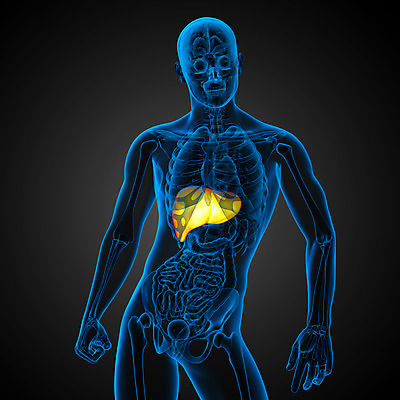 포토 JPG 해외이미지 해부 사람 사람없음 오르간 신장 간 방광 췌장 지라 해외202004 해외포토 의학 장기_의학 건반악기 비뇨기관 파일형식