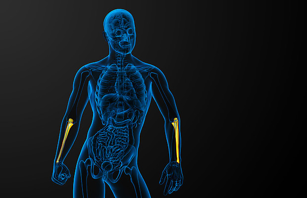 포토 JPG 해외이미지 손 과학 신체 해부 뼈 골격 건강 사람 사람없음 3D 팔 해외202004 해외포토 의학 신체부위 디지털합성 파일형식